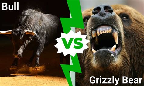 Epic Battles: Can a Raging Bull Take Down a Grizzly Bear? - A-Z Animals