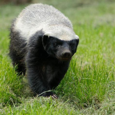 Top 187 + Ratel honey badger animal - Lifewithvernonhoward.com