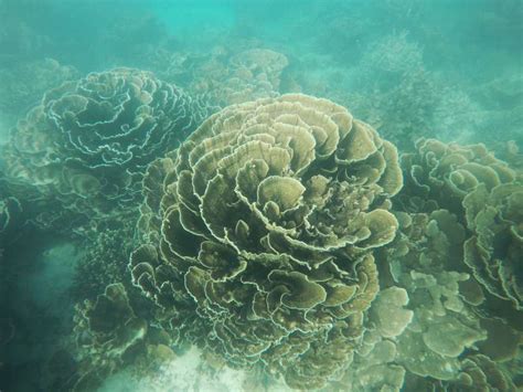 The Travelling Lindfields: Is snorkeling on Ningaloo Reef overrated?