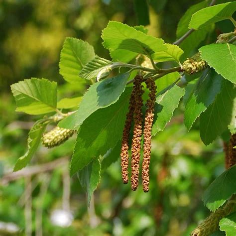 River Birch Tree on the Tree Guide at arborday.org | River birch trees ...