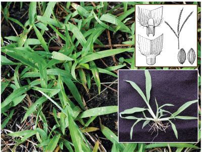 What Does Crabgrass Look Like - What is Crabgrass | Crabgrass Identification Gui