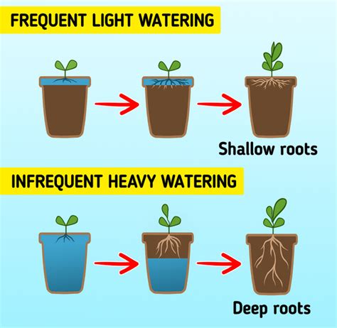 Avocado trees growing indoors keep wilting and losing leaves : r/plantclinic