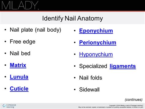 Perionychium