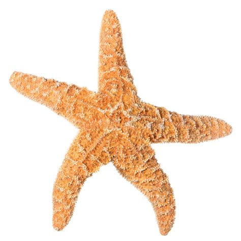 Orange Starfish Isolated On White Stock Images - Image: 5829554