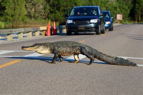 183 Myrtle Beach South Carolina Wildlife Stock Photos - Free & Royalty-Free Stock Photos from ...