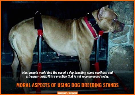 Dog Breeding Stands – Definition, Benefits, Risks & FAQs