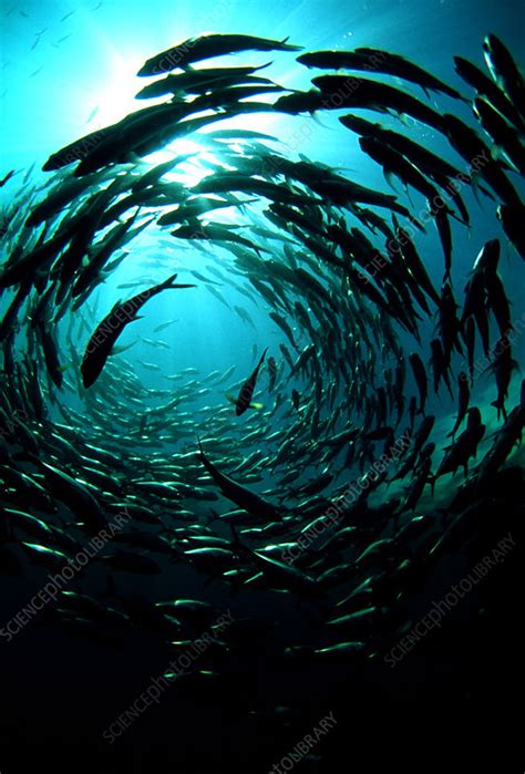 Bigeye trevally - Stock Image - Z605/0558 - Science Photo Library