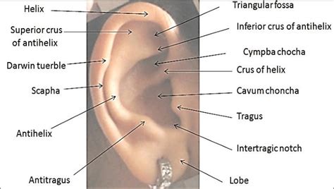 Anatomy of pinna of ear. | Download Scientific Diagram