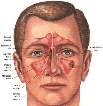 Human organs: Nose