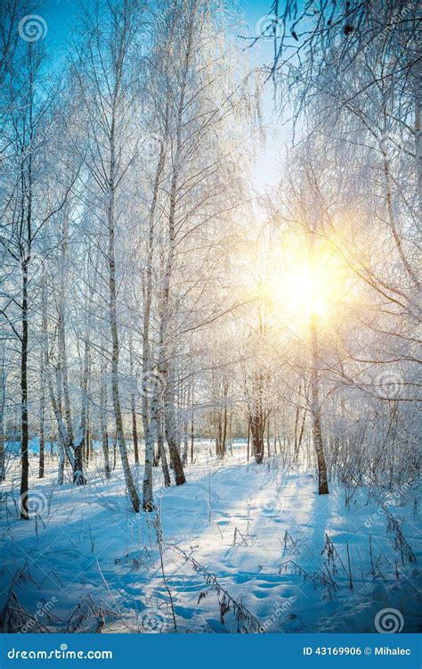 Birch forest in winter stock photo. Image of landscapes - 43169906