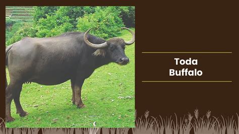 Top Buffalo Breeds in India & Where they found