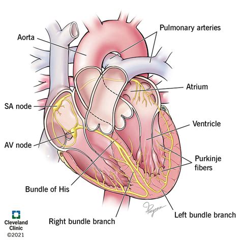 Cardiac Conduction System And Its Relationship With Ecg