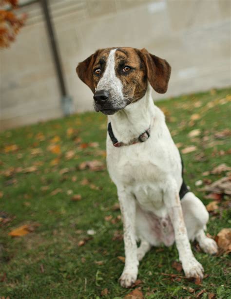 Baxter - German Pointer mix