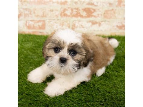 Shih Tzu-DOG-Male-Gold / White-2797661-Petland Pets & Puppies Chicago Illinois