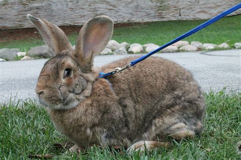 Flemish Giant Rabbit - Potawatomi Zoo