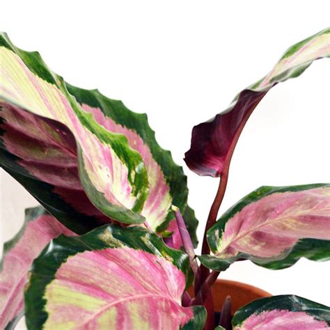 Calathea Variegated