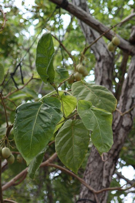 Tamarillo leaves - How to grow Tamarillo plant, growing Tamarillo tree in your garden http://www ...