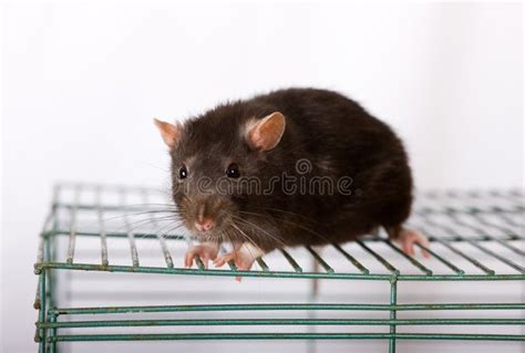 Black rat stock image. Image of pets, black, white, fluffy - 9070403