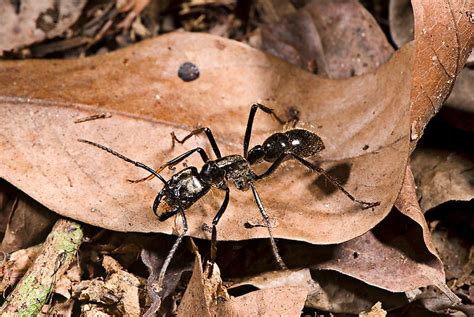 What is the World's Largest Species of Ant? - WorldAtlas