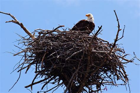 Bald Eagle in Her Nest by Alberto Cueto, via Flickr | Bald eagle, Eagle ...