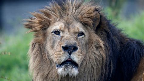 West African Lions Under Threat in Senegal