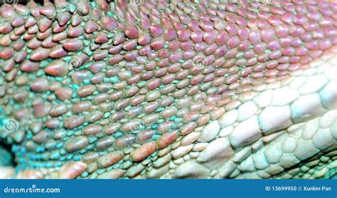 Animal Lizard Skin Texture Stock Photo - Image: 13699950