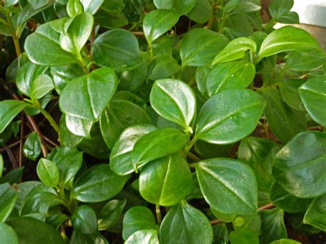 The Ultimate Guide to Peperomia Varieties | Houseplant Resource Center