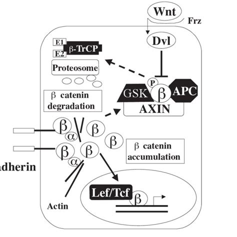 Schematic representation of β-catenin pathways. β-Catenin binds to ...