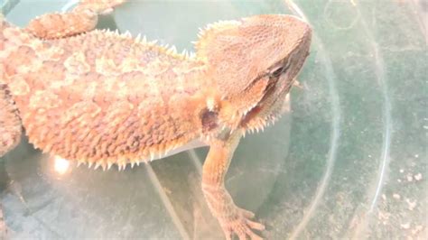 An Easier Way To Feed A Bearded Dragon Live Insects - YouTube