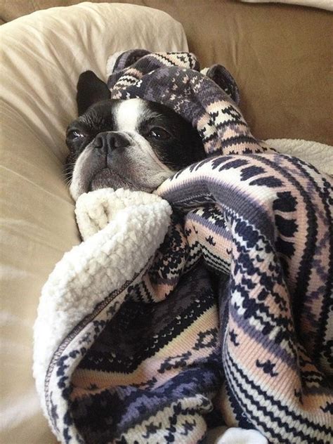 These Snuggled Up Animals In Blankets Will Make You Jealous! | Boston ...