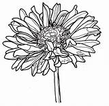 Zinnia Coloring Pages  Best For Kids sketch template
