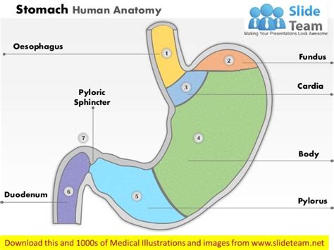 Stomach human anatomy medical images for power point