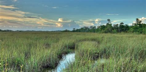 Climate change alters what's possible in restoring Florida's Everglades