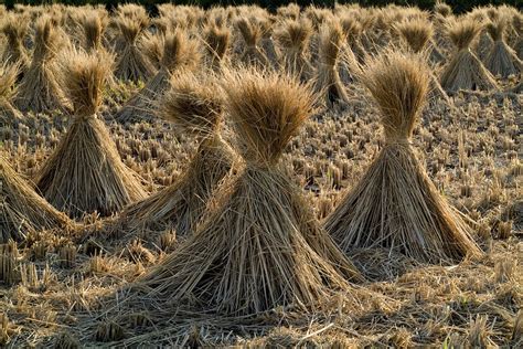 Straw Rice Grain · Free photo on Pixabay