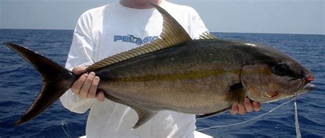 Amberjack Fishing | Ultimate Fishing Site