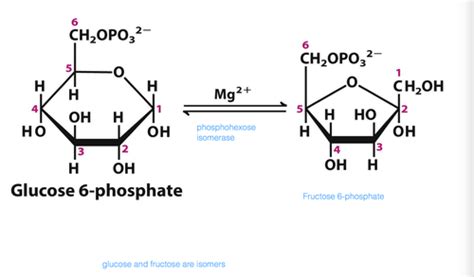 3 - Glycolysis I: Preparatory Phase (A1,E1) Flashcards | Quizlet