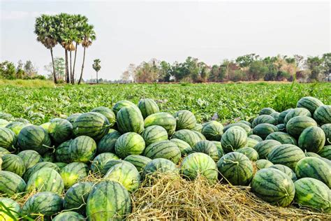 A pile of watermelon on a farm - Verité