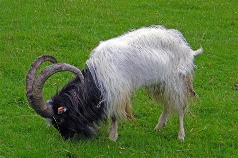 Description Bagot goat breed, photo, home maintenance