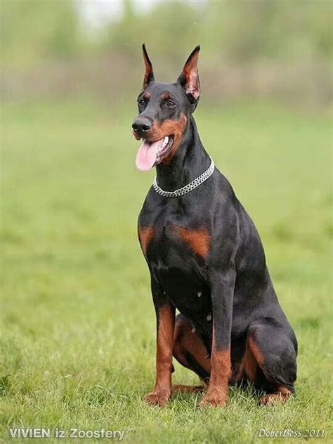 Black Doberman female named Viven | Doberman pinscher, Doberman, Doberman pinscher puppy