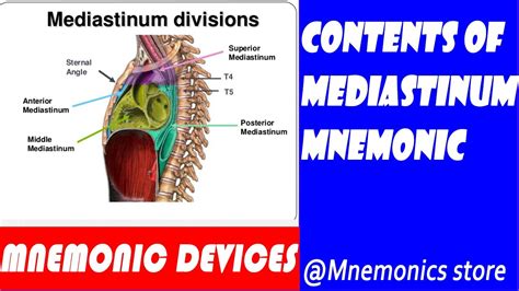 Posterior Mediastinum Structures