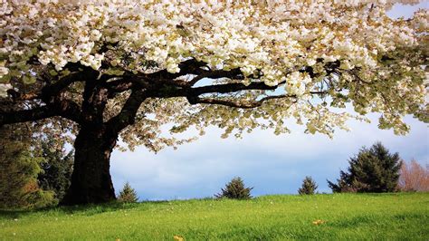 Spring Desktop Backgrounds Wallpapers (75+ images)