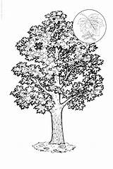 Tree Printable Coloring Pages sketch template