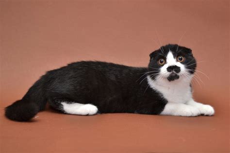 What Breed Is Your Tuxedo Cat? 8 Most Common Breeds