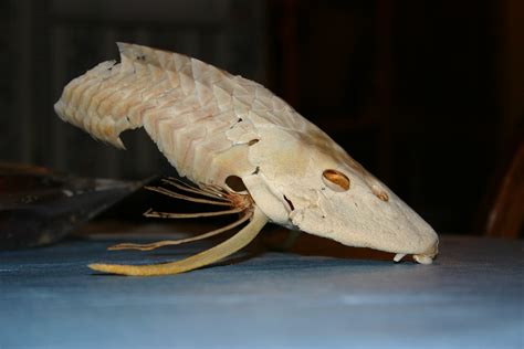 Free photo: Marble Catfish Skeleton - Bones, Catfish, Marble - Free ...