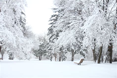 Photography Of Fir Trees Covered in SNow · Free Stock Photo