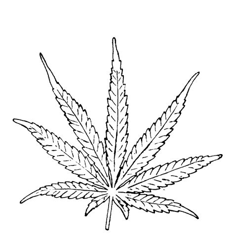 Free Pot Leaf Drawing, Download Free Pot Leaf Drawing png images, Free ...