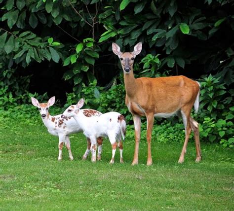 Piebald Animals | Rare animals, Deer, Animals beautiful