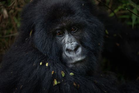 Volcanoes National Park: See Mountain Gorillas in the Heart of Africa | TJD