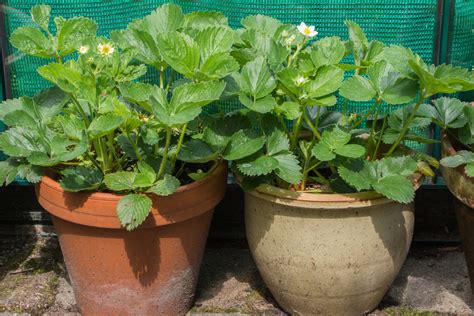 Erdbeeren im Topf kultivieren - So pflegen Sie die Früchte im Kübel