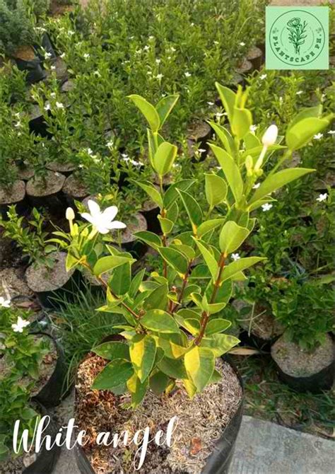 White Angel Plant for Sale – BentaMan